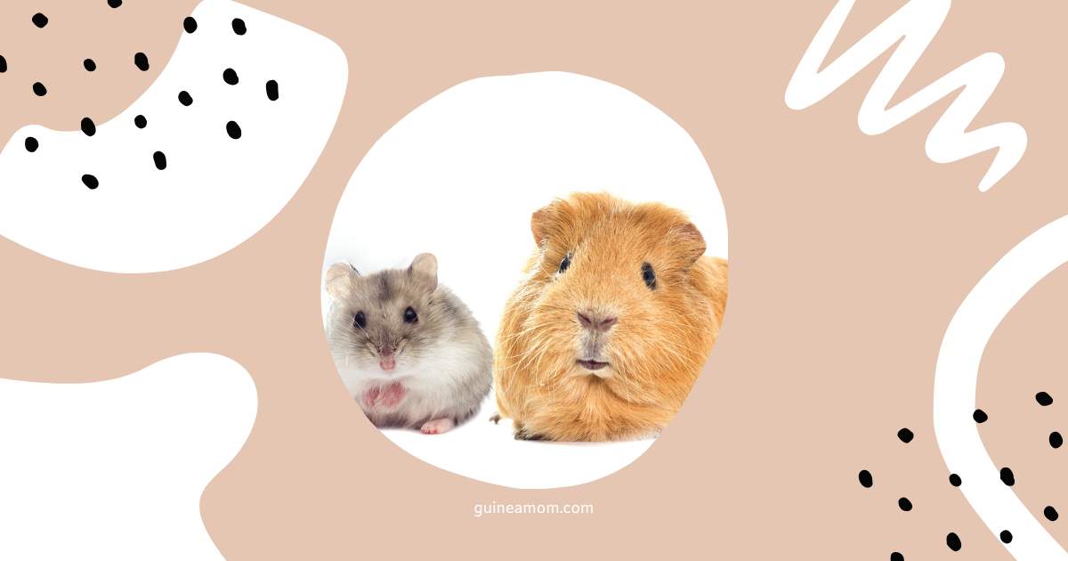 Guinea Pig vs. Hamster
