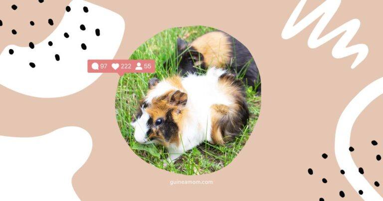 How Long Does It Take For Two Male Guinea Pigs To Get Along?