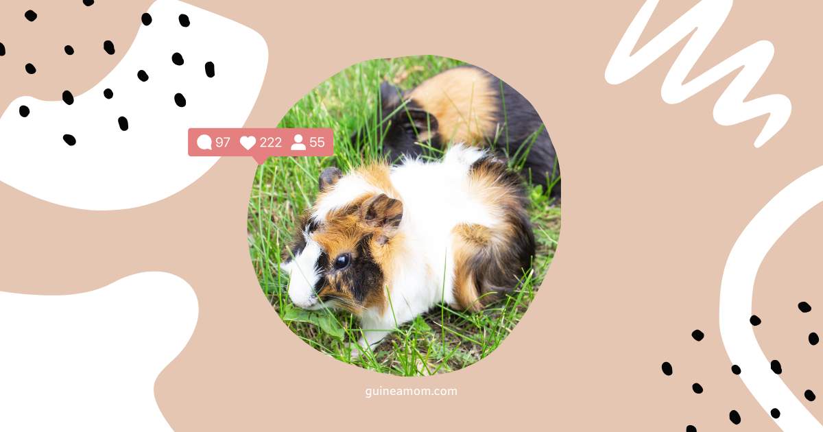 How Long Does It Take For Two Male Guinea Pigs To Get Along?