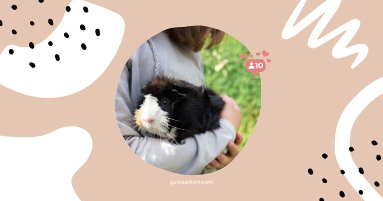 How To Calm Guinea Pig Sounds