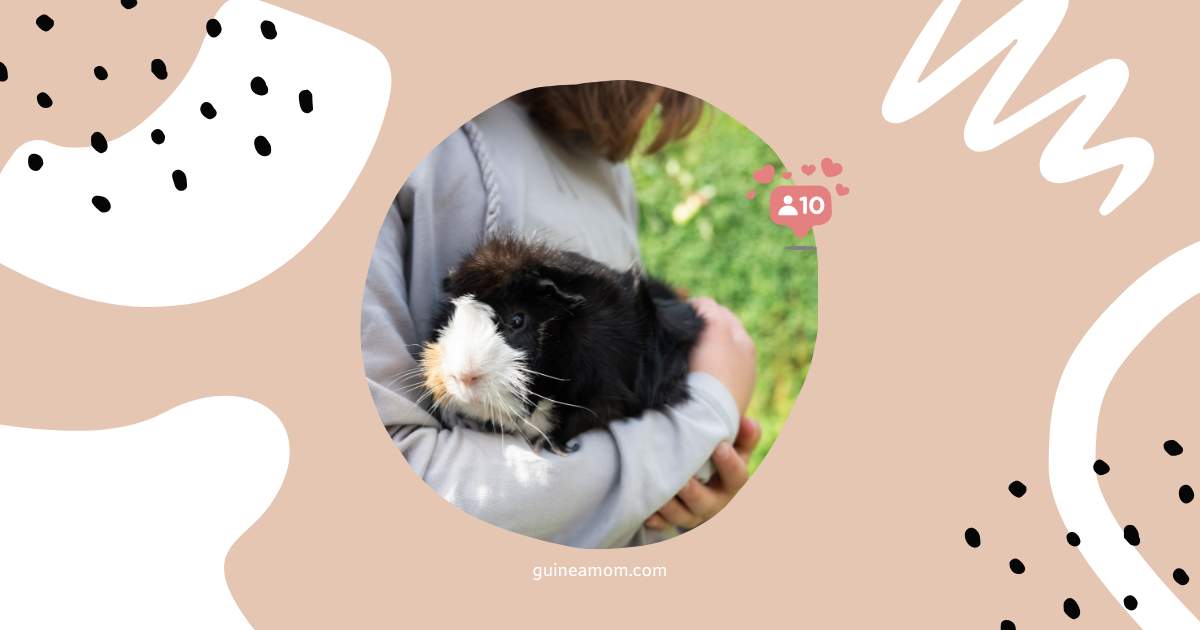 How To Calm Guinea Pig Sounds