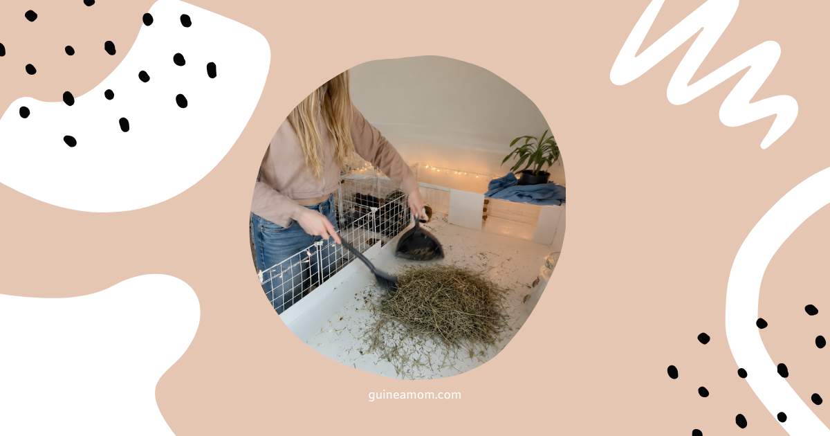 How To Clean A Guinea Pig Cage