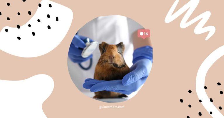 How To Find A Good Guinea Pig Vet
