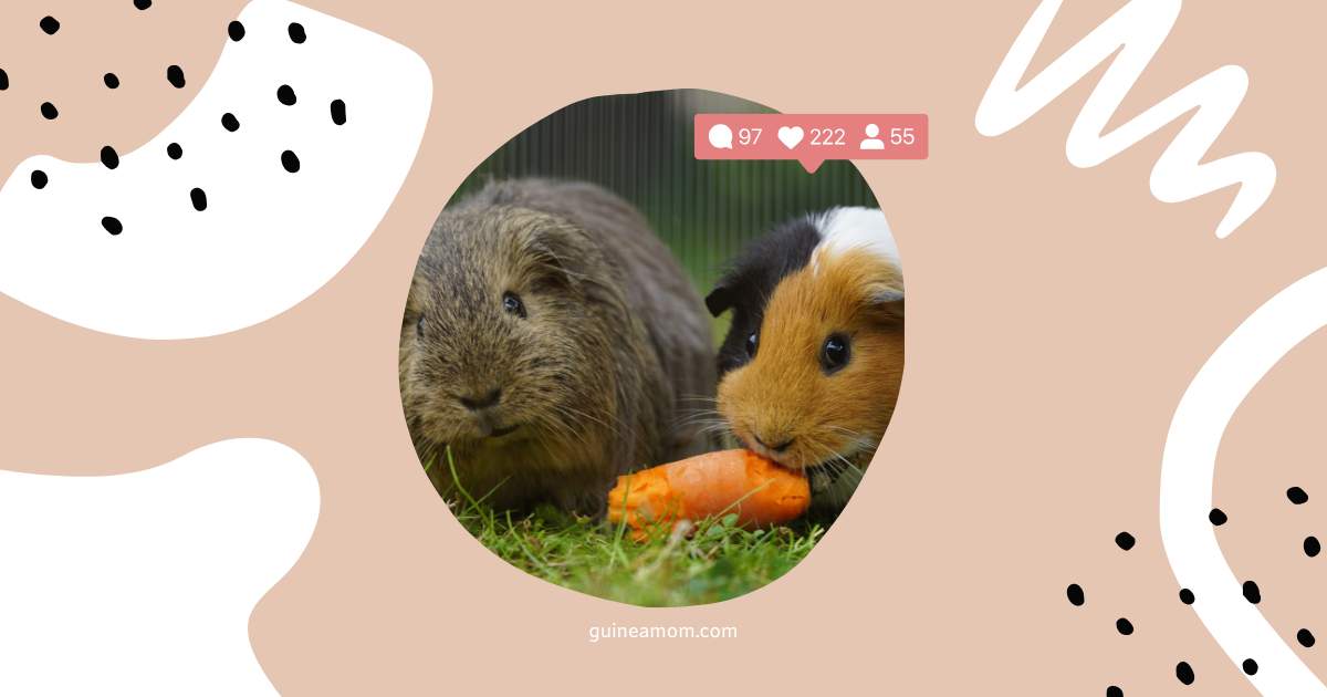 How To Help Guinea Pigs Get Along