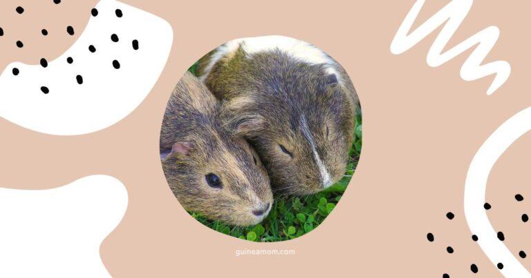 How To Introduce Guinea Pigs To Each Other
