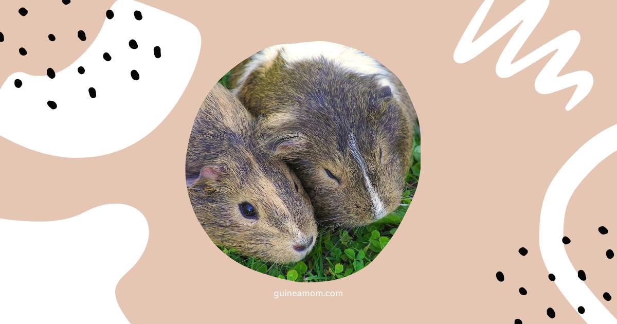 How To Introduce Guinea Pigs To Each Other