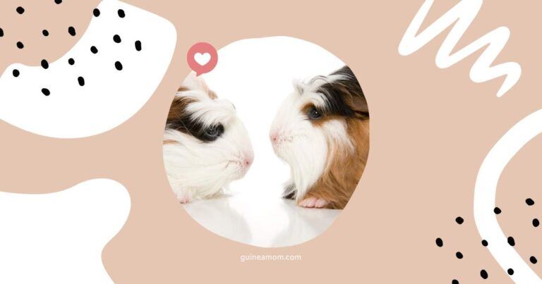 How To Pair Two Female Guinea Pigs