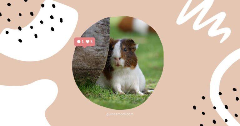 How To Tell If Your Guinea Pig Can Hear