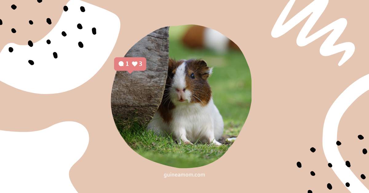 How To Tell If Your Guinea Pig Can Hear
