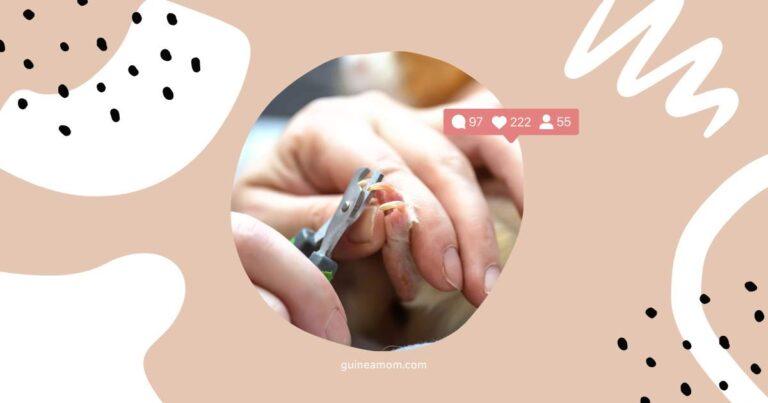 How to clip guinea pigs´ nails?