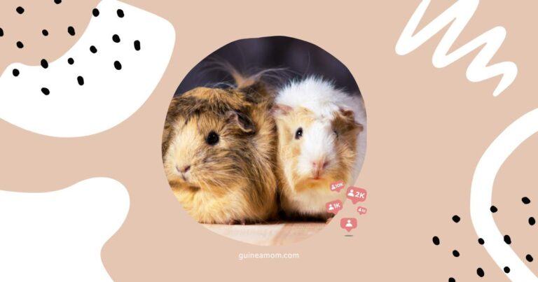 Introducing Two Male Guinea Pigs