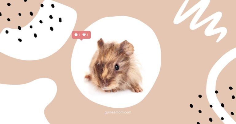 Newborn Guinea Pig Feeding Guide