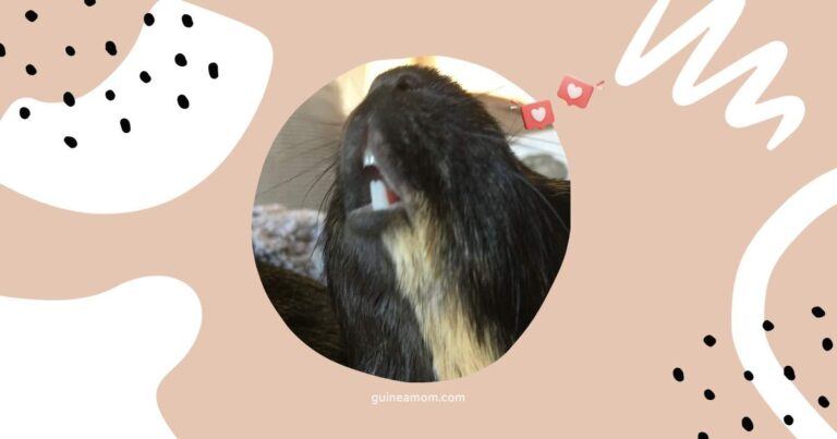 What does guinea pig chirping mean?