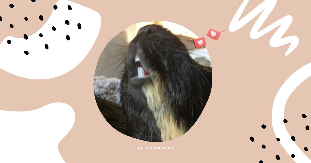 What does guinea pig chirping mean?