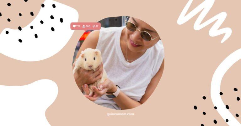 What is the 3-3-3 rule for guinea pigs