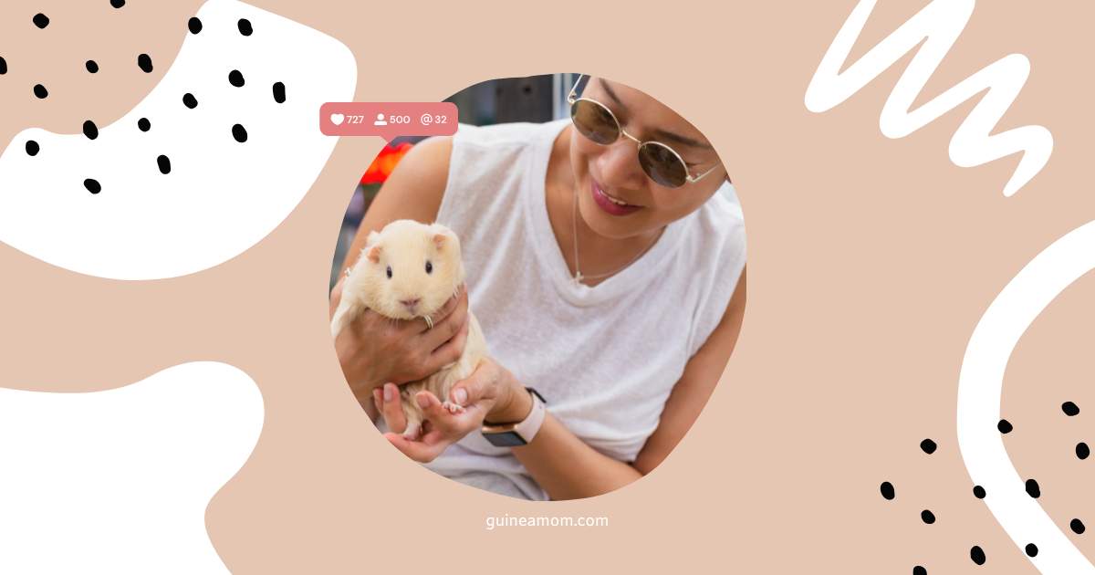 What is the 3-3-3 rule for guinea pigs