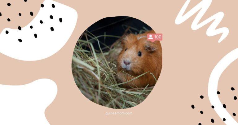 What Type Of Hay Should I Buy For My Guinea Pig?