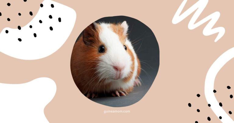 Why Do Guinea Pigs Have Whiskers