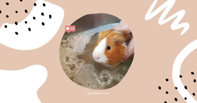 Do guinea pigs need baths