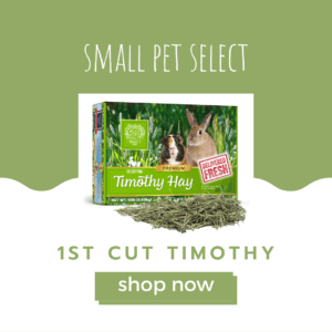 1st cut timothy for guinea pigs