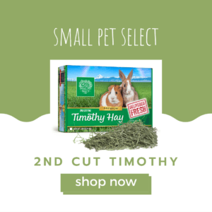 2nd cut timothy for guinea pigs