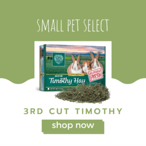 3rd cut timothy for guinea pigs