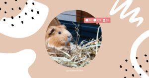 Alfalfa Hay For Guinea Pigs: When Is It Safe?