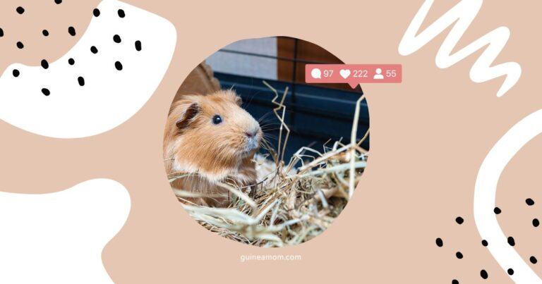 Alfalfa Hay For Guinea Pigs: When Is It Safe?