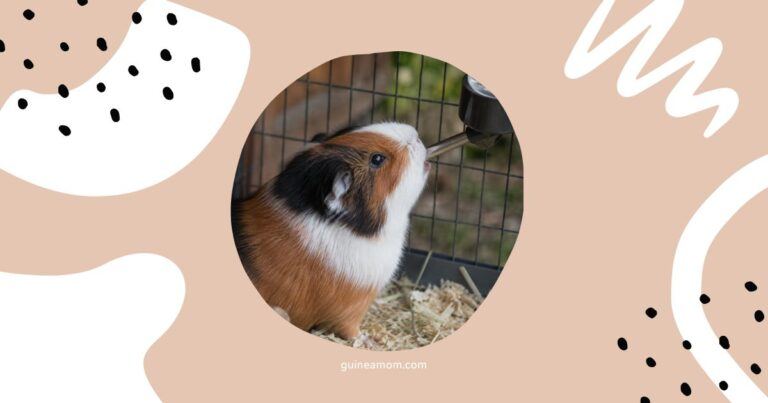 Best Water Bottles For Guinea Pigs