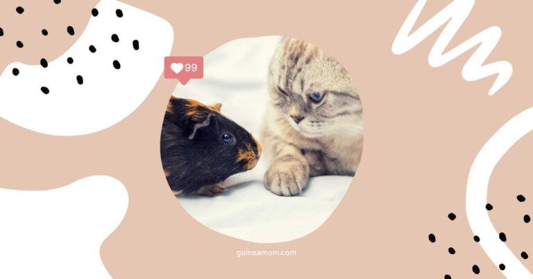 Can Guinea Pigs And Cats Get Along?