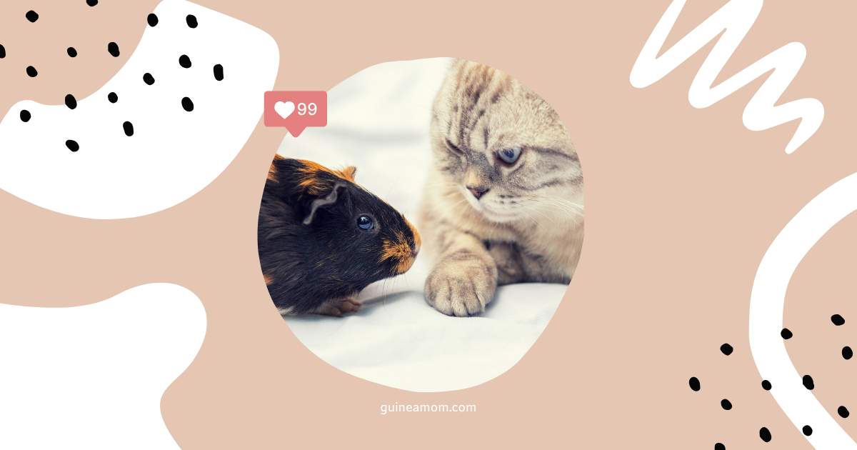 Can Guinea Pigs And Cats Get Along?