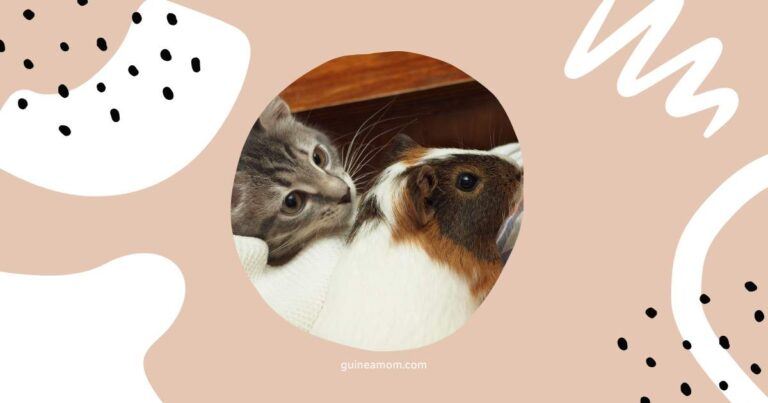 Can Guinea Pigs And Cats Live Together?