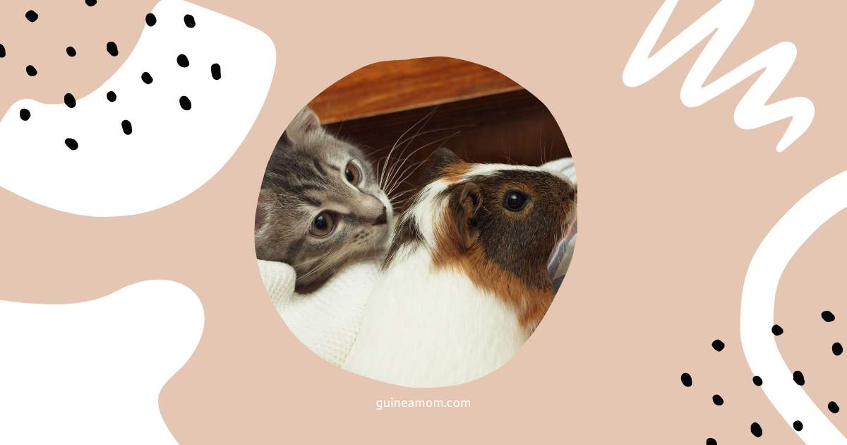 Can Guinea Pigs And Cats Live Together?