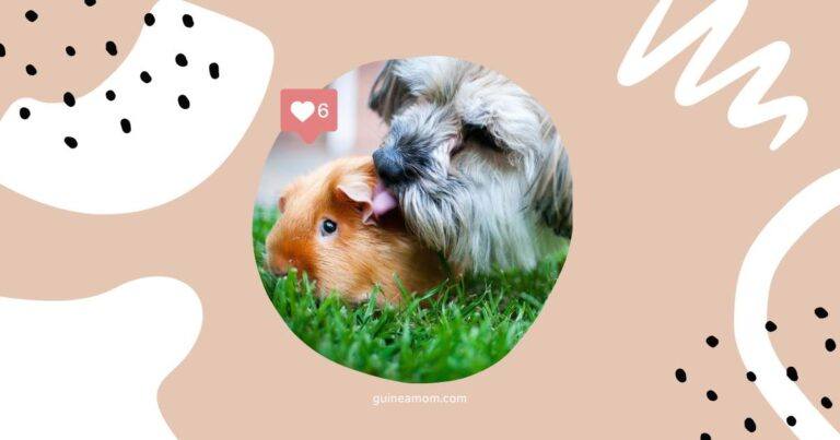 Can Guinea Pigs And Dogs Get Along?