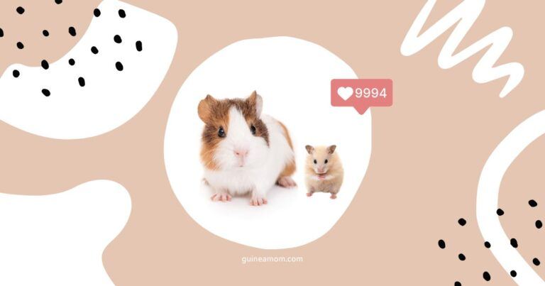 Can Guinea Pigs And Hamsters Live Together?