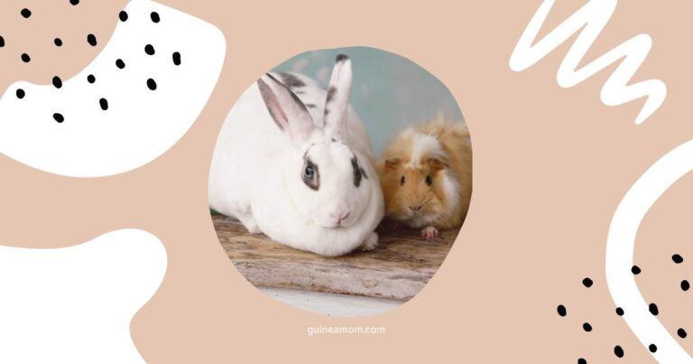 Can Guinea Pigs And Rabbits Live Together?