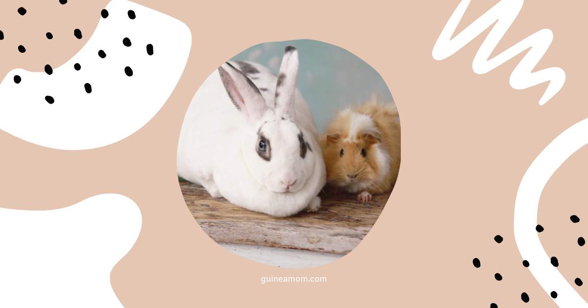 Can Guinea Pigs And Rabbits Live Together?