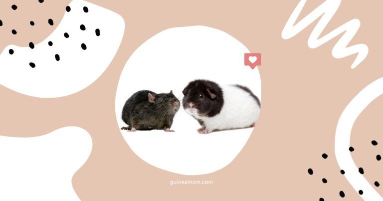 Can Guinea Pigs And Rats Live Together?