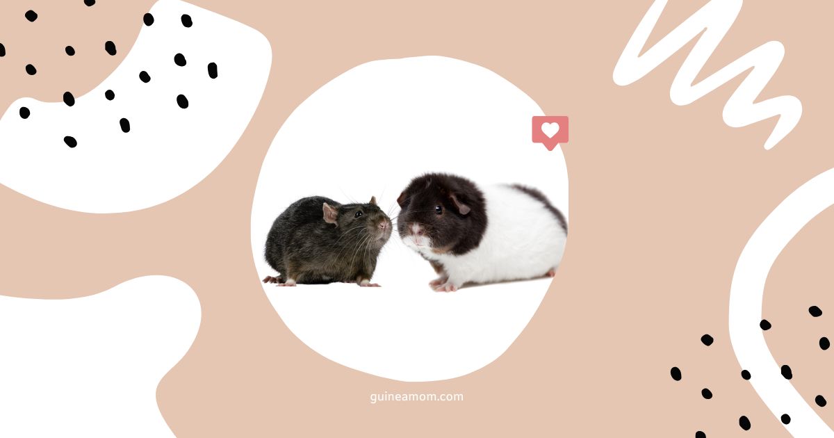 Can Guinea Pigs And Rats Live Together?