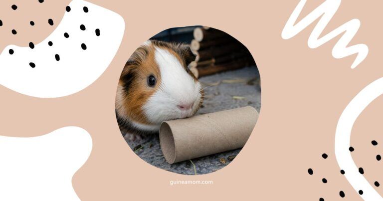 Can Guinea Pigs Eat Toilet Paper Rolls?