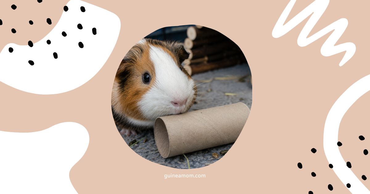 Can Guinea Pigs Eat Toilet Paper Rolls?