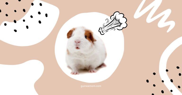 Can Guinea Pigs Fart?