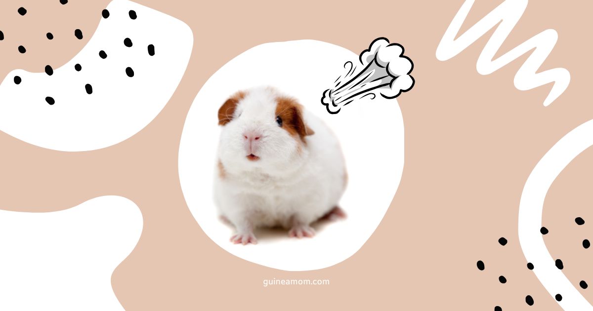 Can Guinea Pigs Fart?