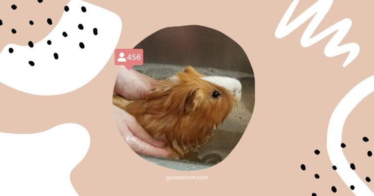 Can Guinea Pigs Swim?
