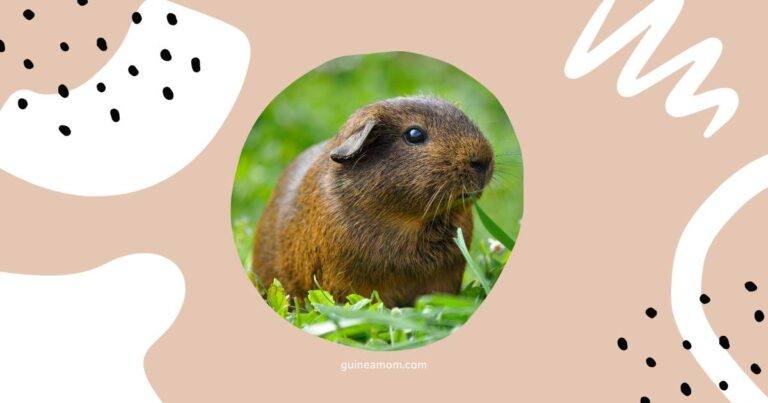 Do Guinea Pigs Eat Less In Hot Weather?