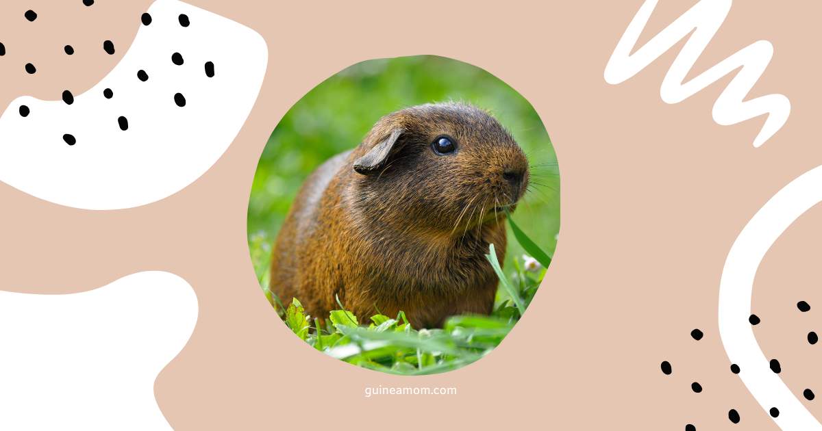 Do Guinea Pigs Eat Less In Hot Weather?