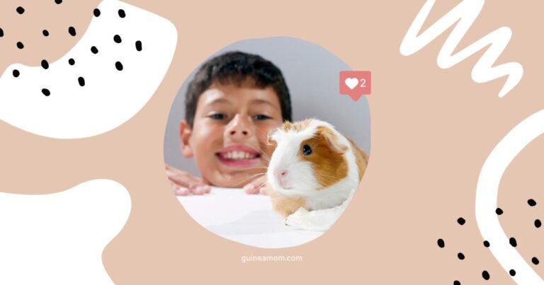 Do Guinea Pigs Have Tails?