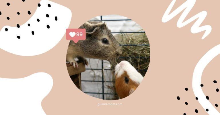 Guinea Pig Vitamin C Deficiency (Scurvy) Signs, Treatment, and Prevention
