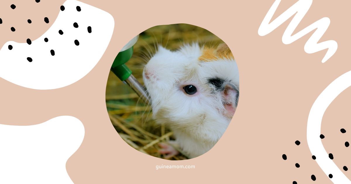 Guinea Pig Water Intake Issues