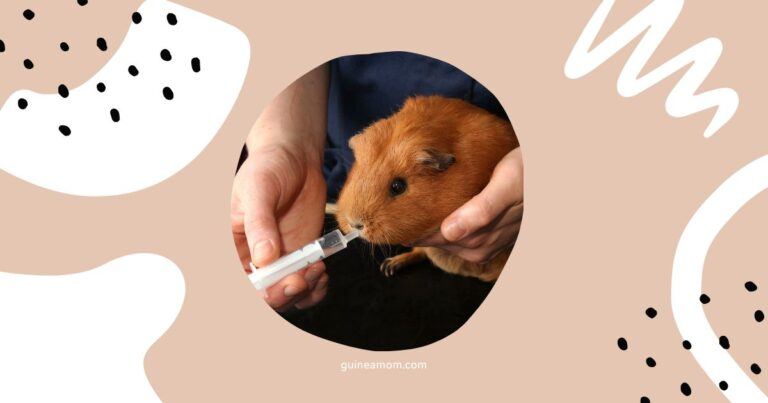 How To Hydrate A Guinea Pig